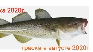 РЫБАЛКА в БАРЕНЦЕВОМ МОРЕ. ТЕРИБЕРКА. Ловим мелкую треску.