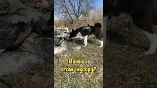 Каждый раз на прогулке с собакой 😅 