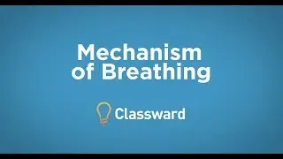 Mechanism of Breathing - EMTprep.com
