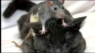 Dross juega Cat and Mouse