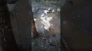 Ducks and Geese in a flash flood
