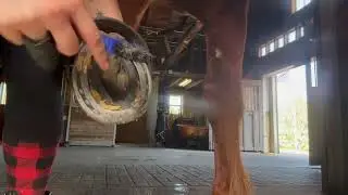 Harley | Picking Feet in the Upper Barn | Strongwater Farm ASMR