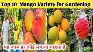 Top 10 Mango Variety for Home Gardening | Home garden