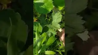 Усы клубники рассада клери