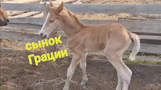 ОГОРОД моя БОЛЬ 😞 ПОСЕВНАЯ/Семья Фетистовых