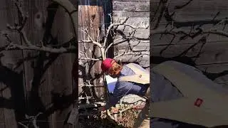 Six apple types (12 branches) in one - Espalier Decoder