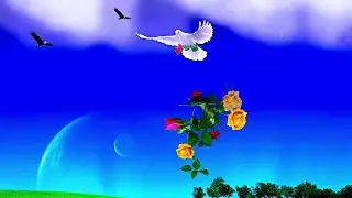 Good Morning Video - Dove with Roses
