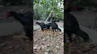 бизга дост болганлар кам болгани йок