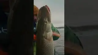 Шикарная щука на джиг 