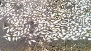 Замор карася . Омская обл. д. Саратово.