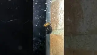 Theres a Black Widow in my wall