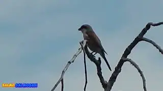 Улюблені місця співочих птахів.