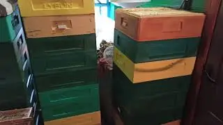 Откачиваю мёд.