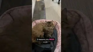 The ONLY video you NEED to get a cat!