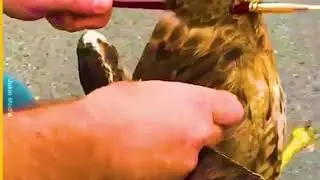 Omar Borkan Al Gala   Hawk Flies Into a Moving Car and gets Stuck in its Front Grill