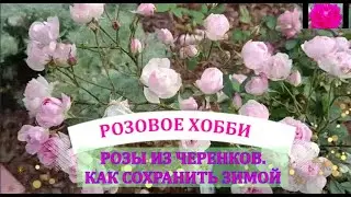 ВЫРАЩИВАЕМ РОЗЫ ИЗ ЧЕРЕНКОВ. КАК СОХРАНИТЬ ЗИМОЙ? НАЧИНАЮЩИМ.