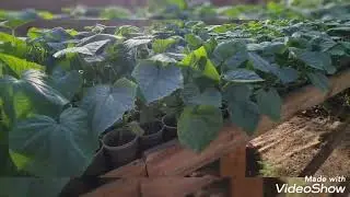 Як все підросло на городі в селі