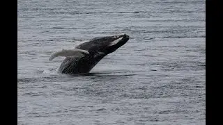 Une baleine à bosse en visite à Montréal (sauts du mercredi 3 juin 2020)