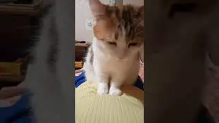 Кошка топчется на животе  
