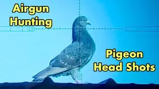 Precision Airgun Pigeon Headshots with DIY Tracer Pellets