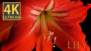 Captivating Lily in 4K Macro Video | Stunning Macro Photography