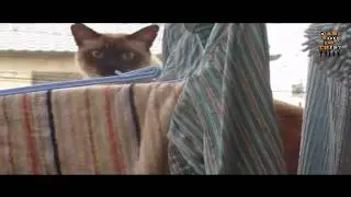 Can You Do This? - Suicidal Cat