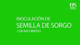Producción artesanal de micorriza arbuscular