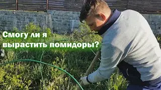 Моя попытка выращивания помидорок. Удалось или нет