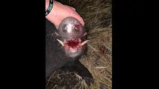 308 Remington 700 Rolls Big Boar 200+lbs -ATN Scope