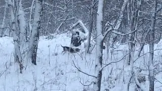 Охота на зайца с гончей в метель