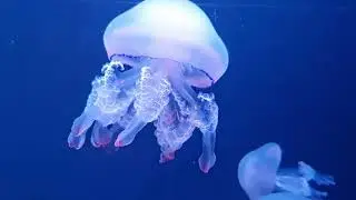 Nature - Jellyfish under water