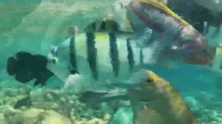 GULF OF EILAT