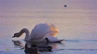 Tired of Winter - Welcome Spring