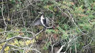 Young Cormorant on a branch