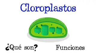 🌿 ¿Qué son los Cloroplastos? 🌿 Funciones 🌞 Tilacoides y Estroma [Fácil y Rápido] | BIOLOGÍA |