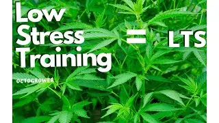 widening your cannabis plant | Octogrower