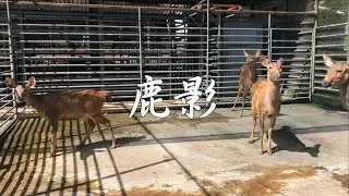 【青少年就業準備，I care！】《鹿影》國中生看見國姓鄉最特別的職業！–我的職業想像力影片比賽 青少年組作品