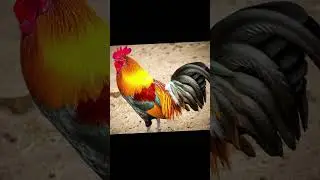 chicken howl 🐔🔊