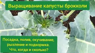 Выращивание брокколи/капуста брокколи выращивание/брокколи выращивание и уход