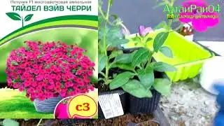 Продолжаем черенковать.