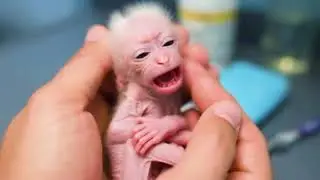 Lovely Just Newborn baby Monkey With Love...