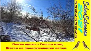 Пение щегла - Голоса птиц.  Щегол на прослушивании запел.