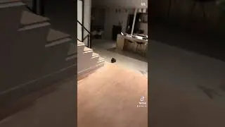 My rabbit can jump #animals #bunny #memes #funny