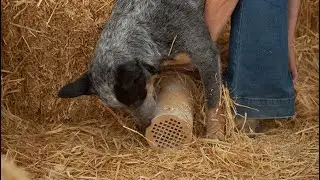 Blue heeler Mya at Barn Hunt Trial