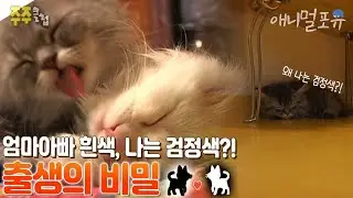 너...내 새끼 맞니? 유전자 검사를 통해 밝혀진 출생의 비밀?! 🐈‍⬛ I KBS 주주클럽 021216 방송