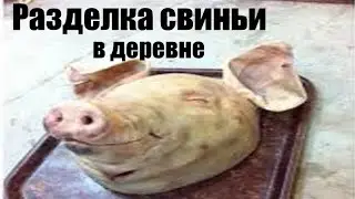 Осмолка и разделка туши свиньи / Забой свиньи