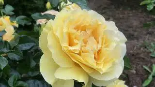 Shrub Roses. Hybrid Tea. Floribunda. Their Similarities and Differences / Part 1