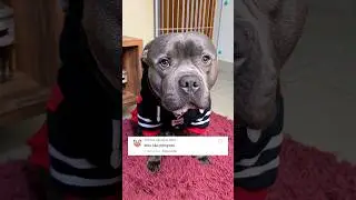 HUMANOS MAUS #dog #pet #pitbull #staffy
