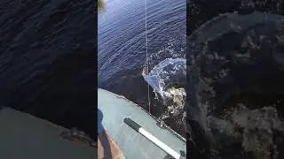 #душакарелии#рыбалка#fishing#деревня#красота#природа#огромныещуки#самоловки