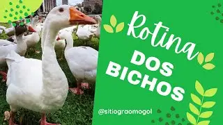 ROTINA do sítio alimentação dos bichos